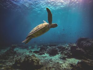 Turtle Swimming through the open waters of the Pacific ocean off of the coast of Guanacaste, Costa Rica.