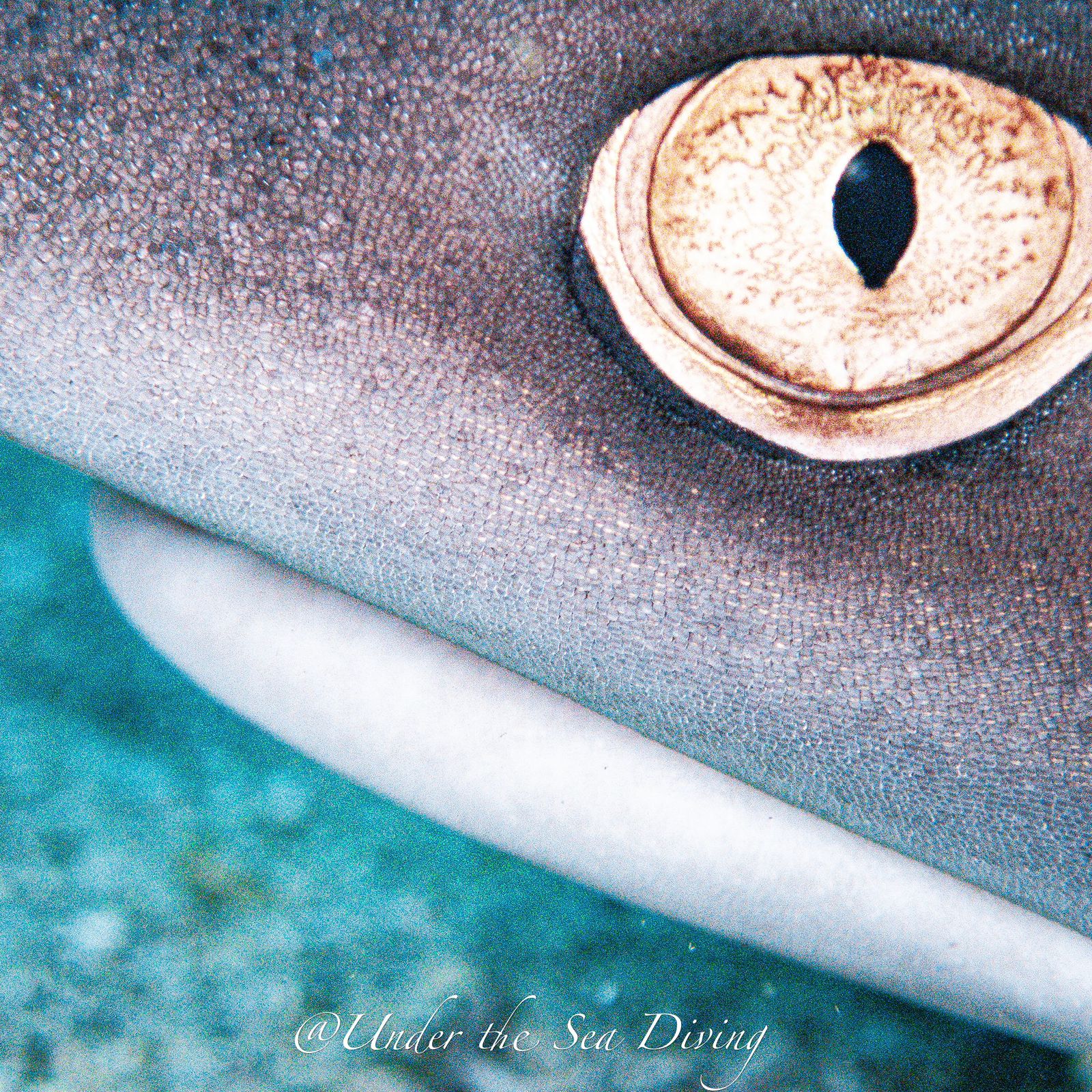 Shark Conservation Scuba Diving Costa Rica