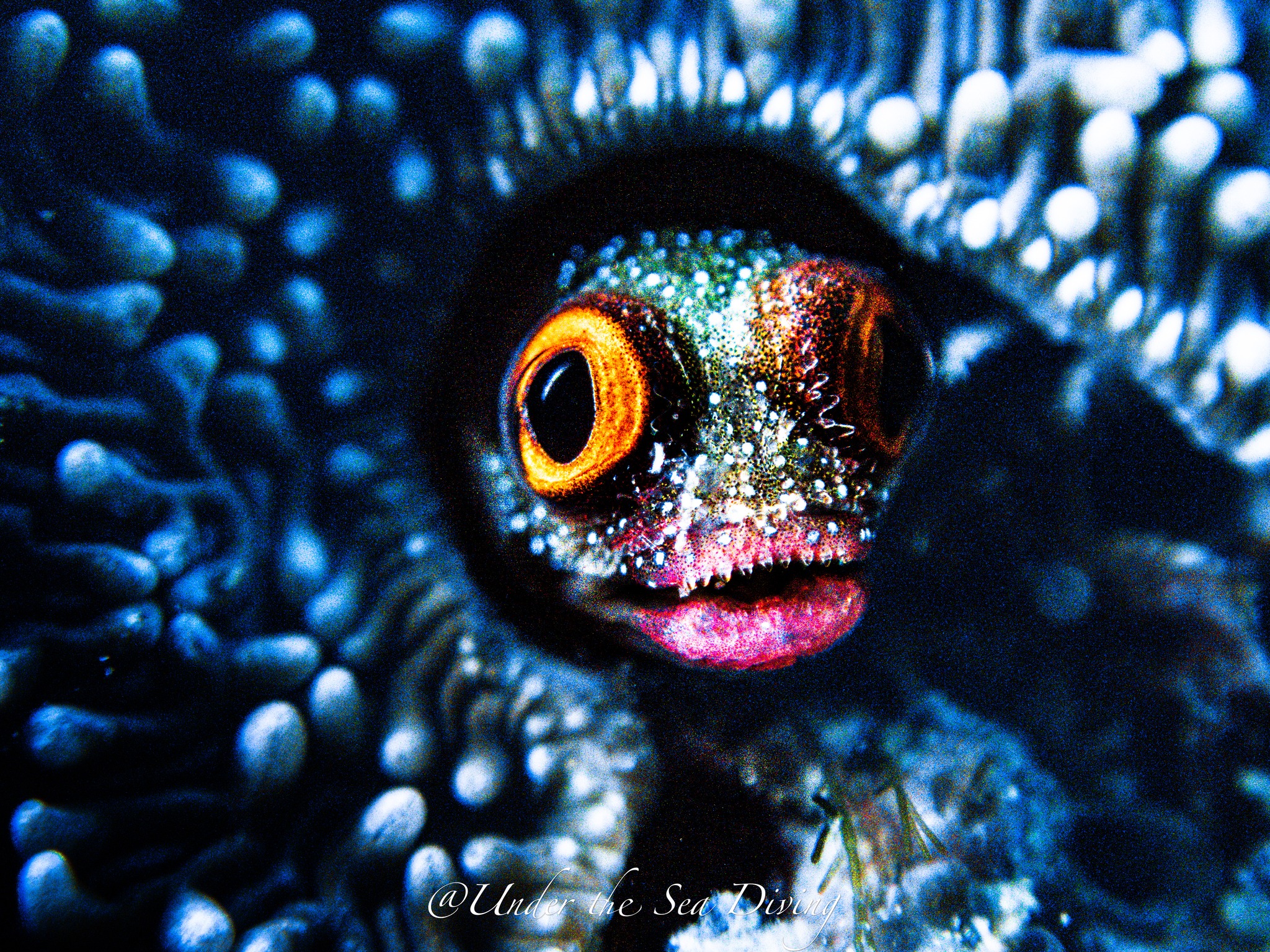 Night Dive Scuba Tours in Potrero, Guanacaste, Costa Rica - Under The Sea Diving