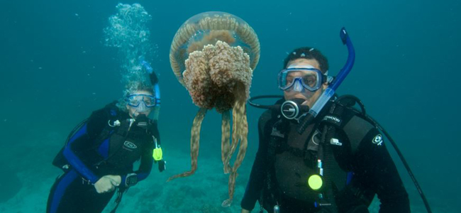 Happy client and guide with Jellyfish while scuba diving Costa Rica with Under the Sea Diving