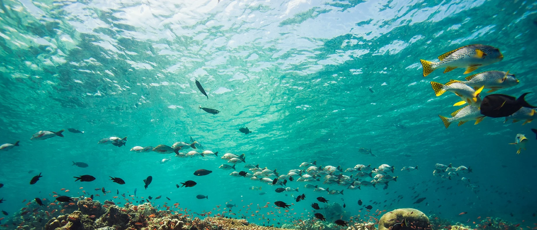 School of fish ready for divers to identify the species with our Fish Identification Scuba Diving Costa Rica course