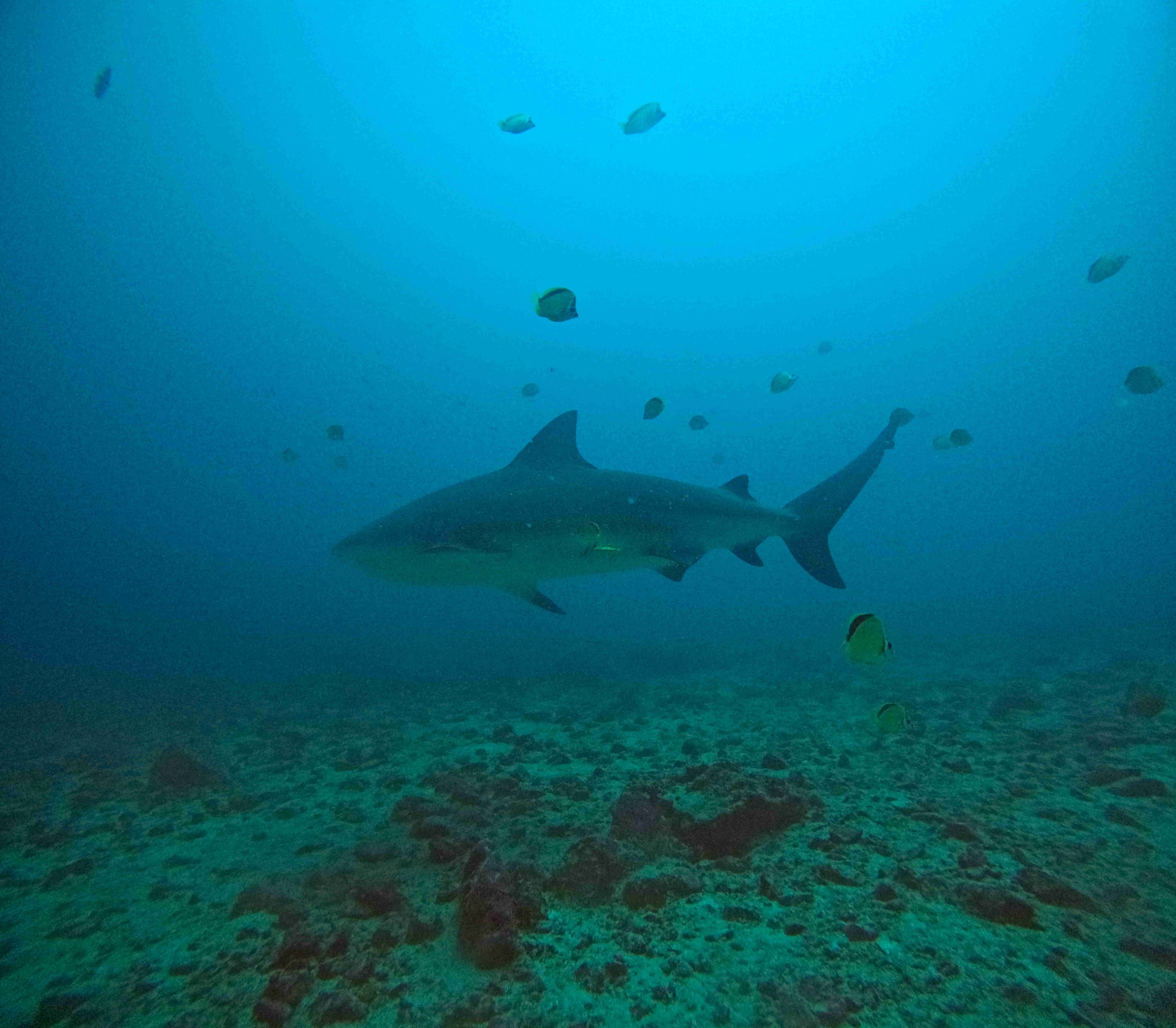 PADI Nitrox clients finding a bullshark in the pacific waters of Guanacaste Costa Rica