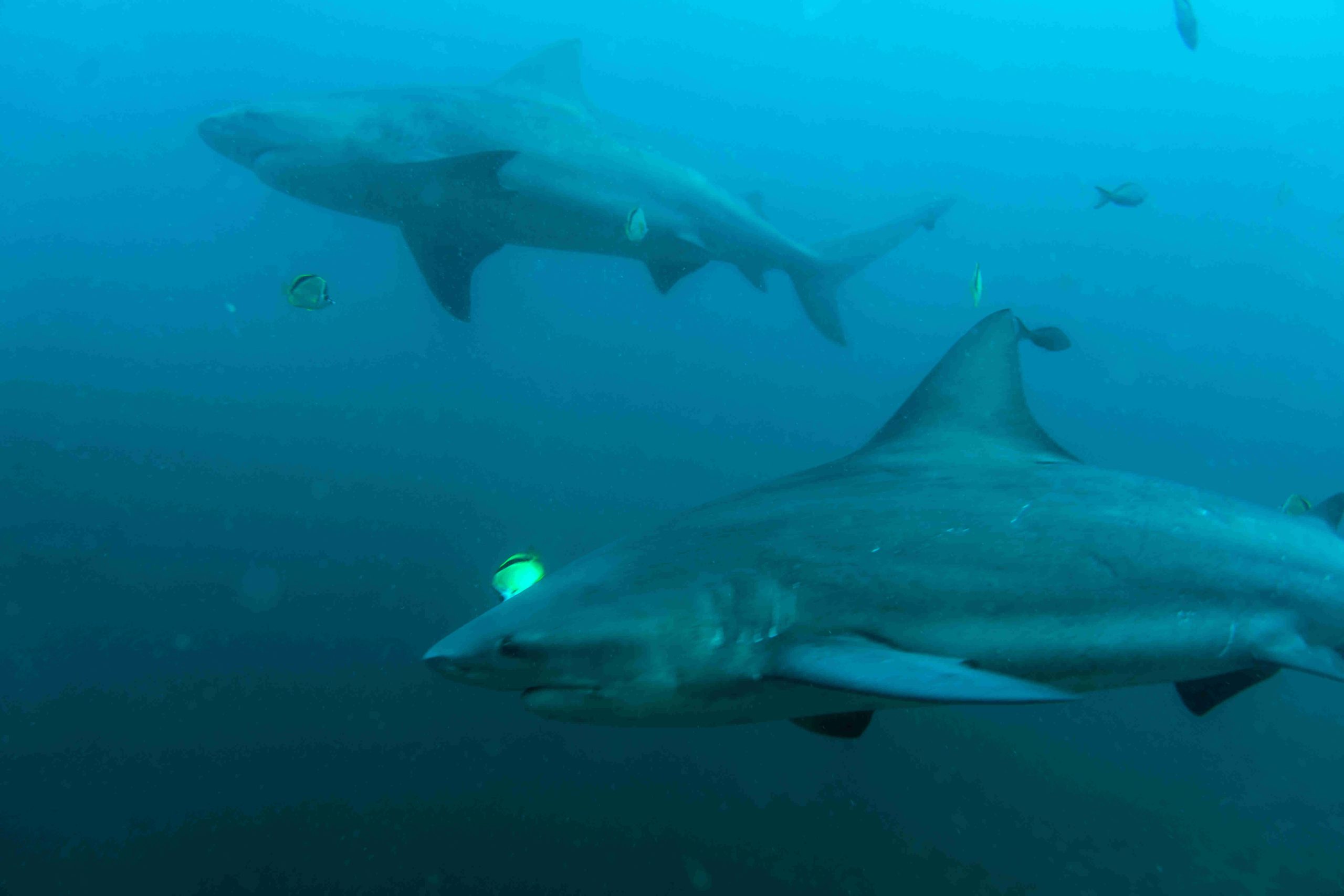 Bull Sharks swimming in the calm waters of the Pacific Ocean surrounding Bat Islands