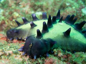 Chocolate Chip Starfish relaxing in the corals surrounding Playa Potrero, Guanacaste, Costa Rica