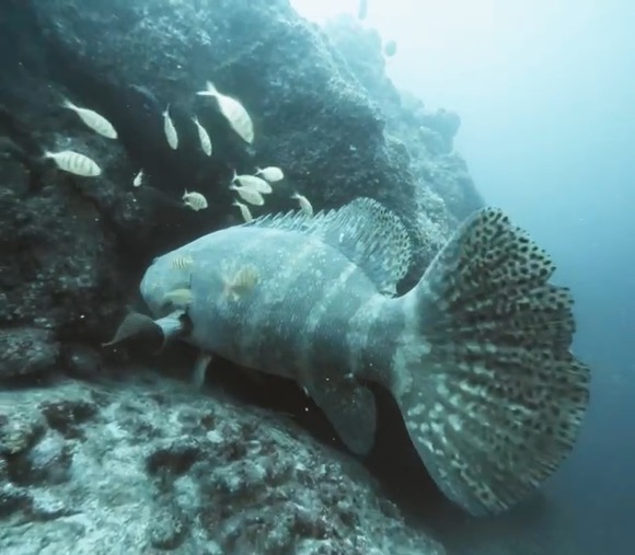 A greyscale Goliath Grouper in the rocks of Catalinas Islands in Playa Flamingo, Guanacaste