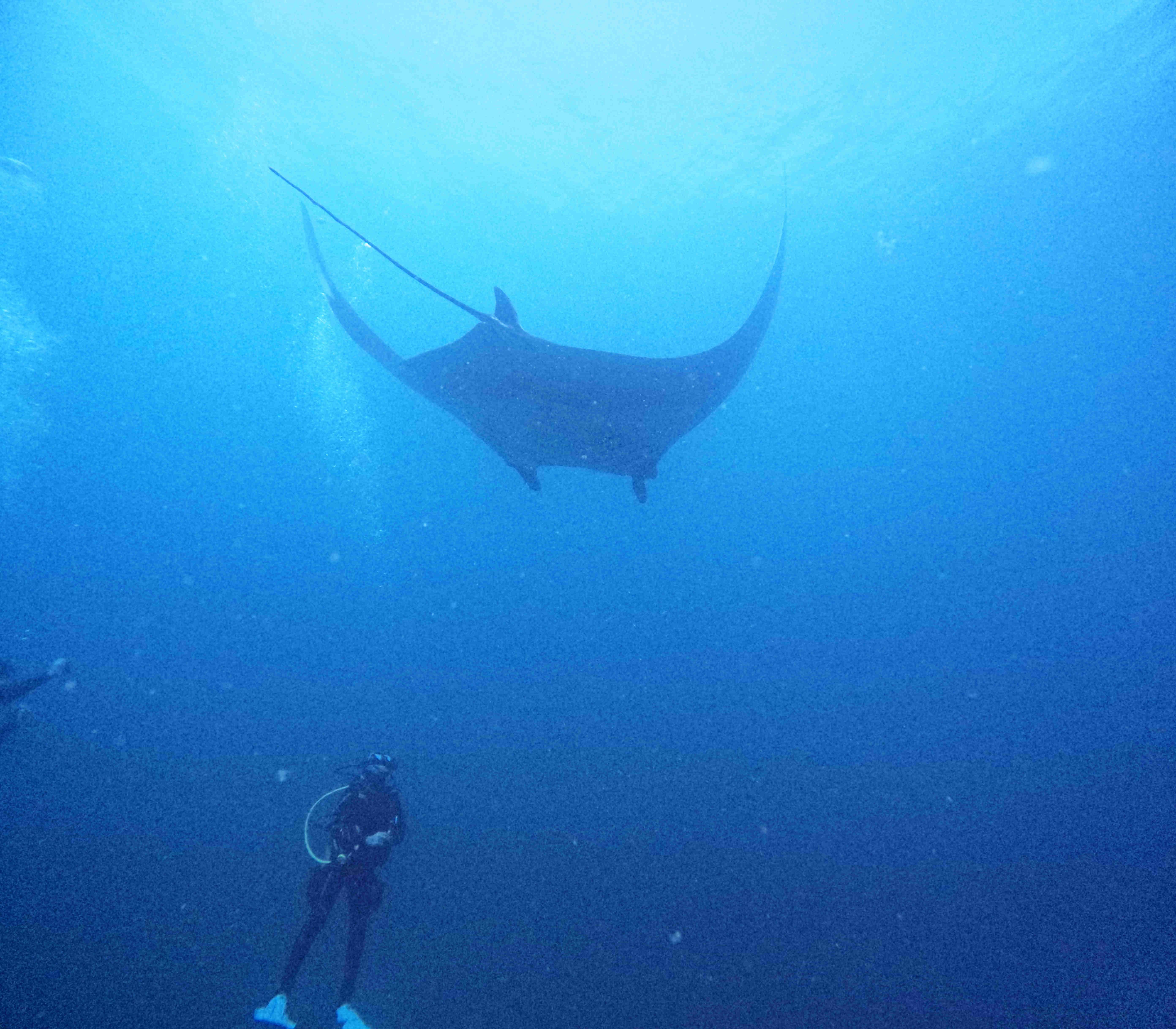 Giant manta floating about diver taking video while scuba diving Costa Rica off of the coast of Potrero, Guanacaste