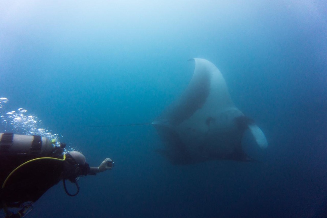 Diver in Costa Rica swimming up to a Manta Ray in Flamingo, Guanacaste, Costa Rica