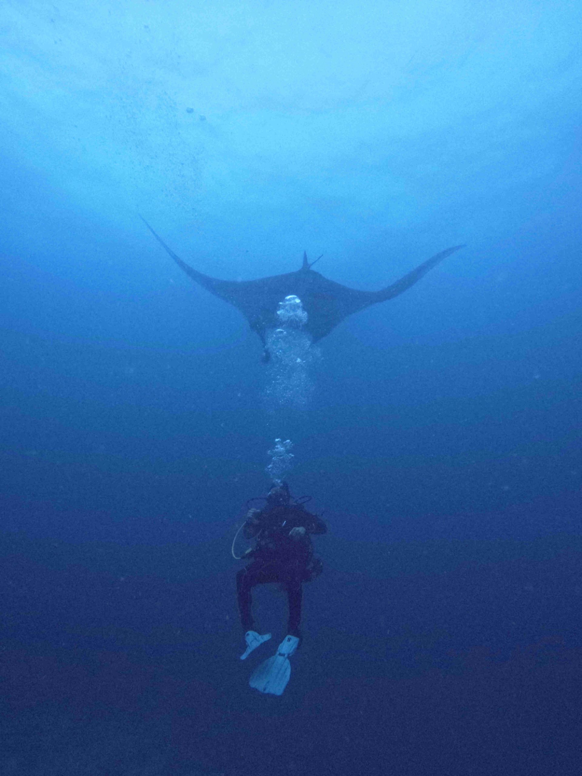 Costa Rica Diving with Manta Ray, bubbles rising to the surface.