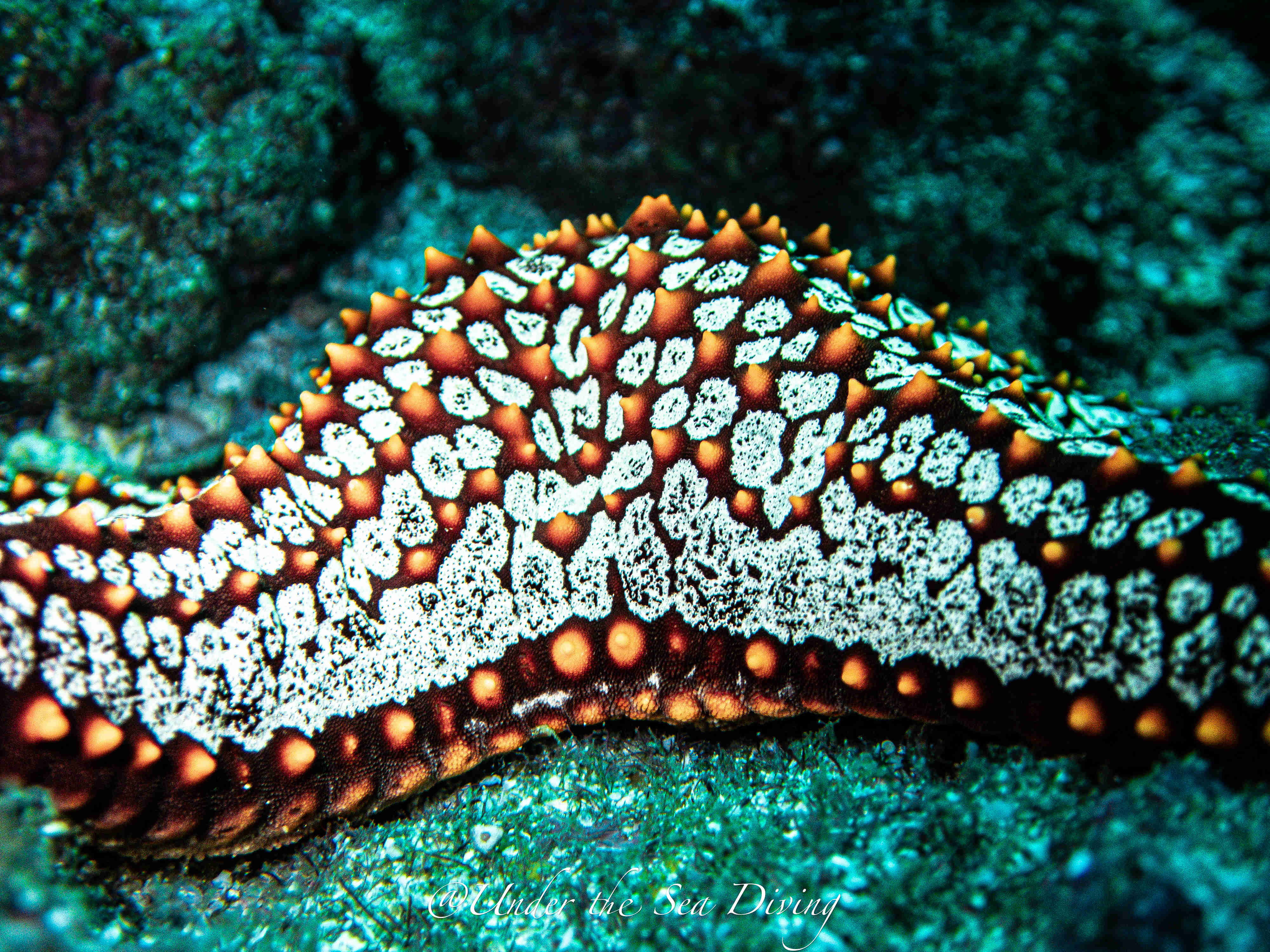 Colorful Cushion Star Fish on a coral reef off of the coast of Playa Potrero, Guanacaste, Costa Rica - Conservation Scuba Diving Course.