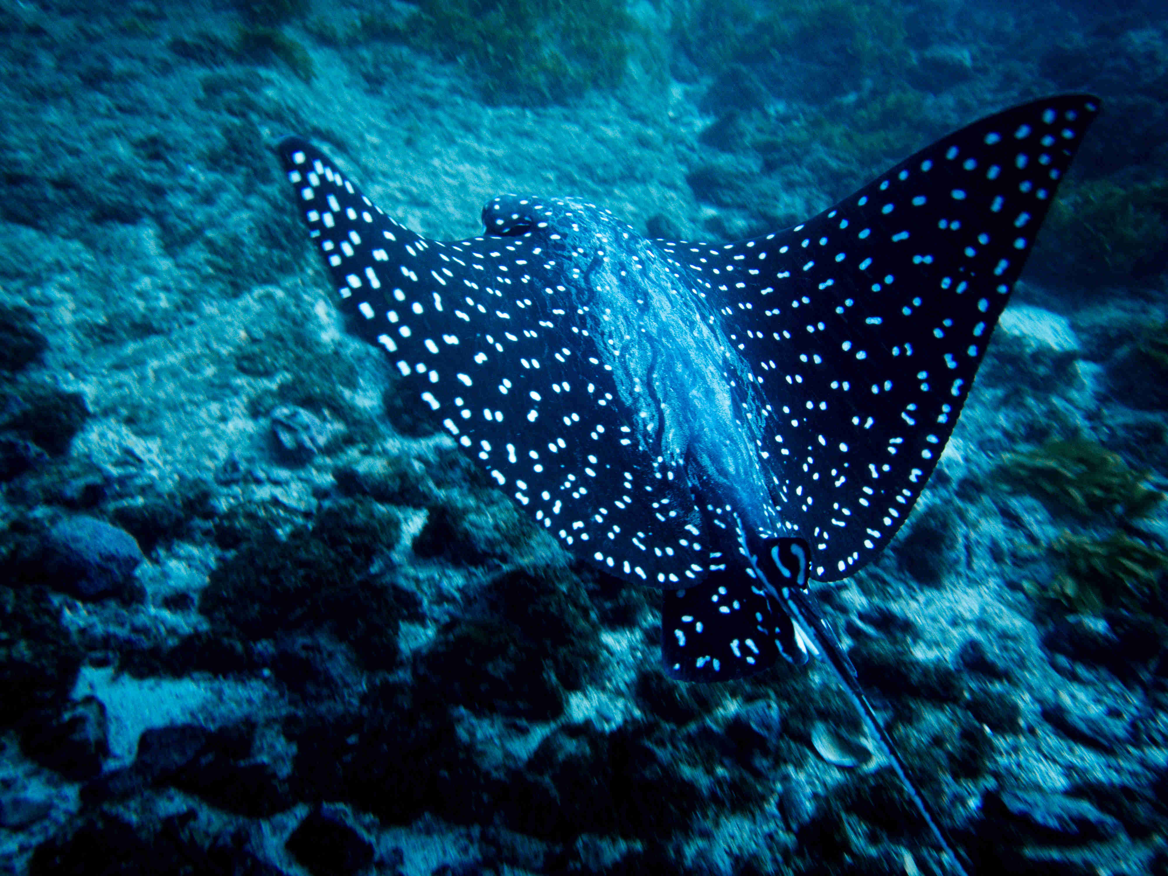 Spotted Eagle Ray Gliding Through The Pacific Ocean off the Coast of Flamingo, Guanacaste, Costa Rica - Deep Dive Scuba Course.