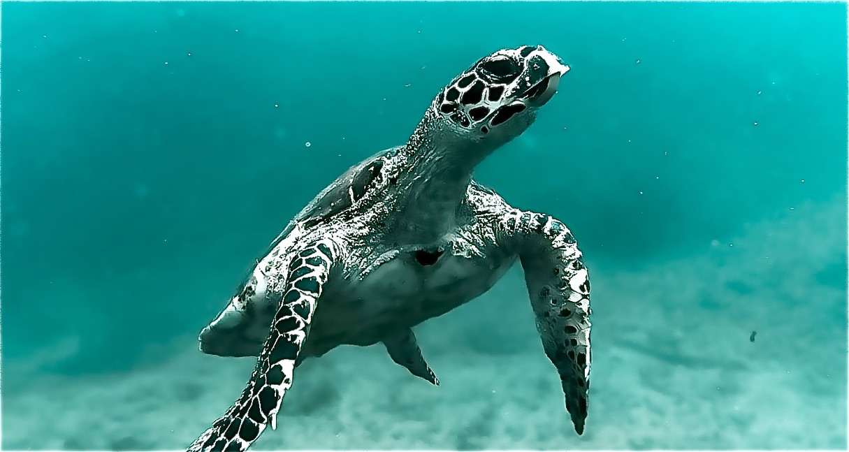 PADI Aware participants photographing turtle during a scuba diving in Guanacaste, Costa Rica