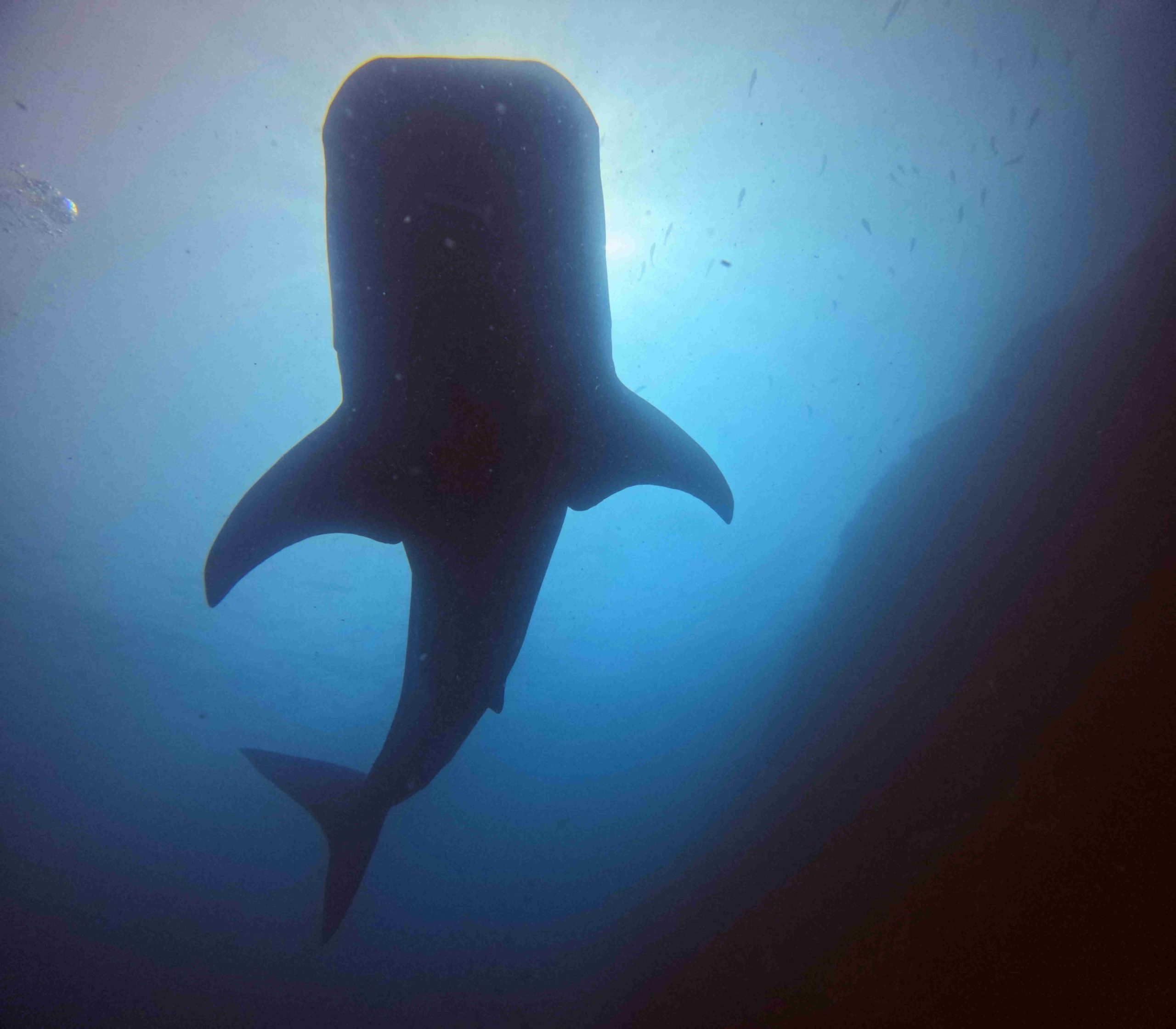 Placeholder image for the third section.