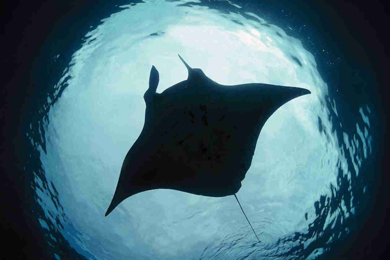 Manta Ray flying through the Pacific Ocean, photo captured from underneath the Ray with the light from the sun shining down on Costa Rica